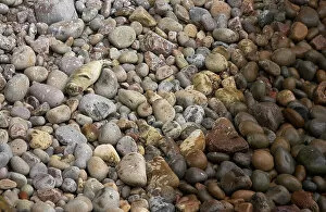 Camouflage Gallery: Grey seal (Halichoerus grypus) on stone beach, yawning, Saltee Islands, County Wexford, Ireland, May
