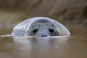 Submerging Prints: Grey seal (Halichoerus grypus) submerged in shallow water, Norfolk, England, UK. January