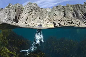 Images Dated 6th June 2011: Grey seal (Halichoerus grypus) surfacing beneath cliffs, Lundy Island, Devon, UK, June