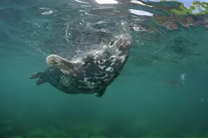 Underside Prints: Grey seal (Halichoerus grypus) surfacing to take a breath