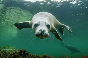 Scotland Gallery: Grey seal (Halichoerus grypus) swimming towards camera, Orkney, Scotland, UK, August