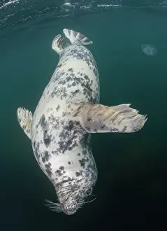 Scyphozoa Prints: Grey seal (Halichoerus grypus) swimming downwards with Moon jellyfish (Aurelia aurita) in background