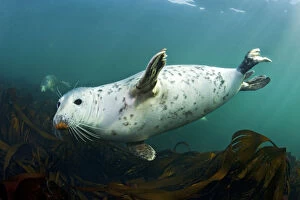 Images Dated 27th August 2009: Grey seal (Halichoerus grypus) swimming amongst kelp, Farne Islands, Northumberland