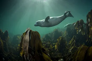 Grey seal (Halichoerus grypus) swimming over kelp forest, Shetland, Scotland, UK, August