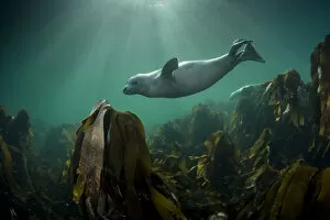 Images Dated 27th August 2014: Grey seal (Halichoerus grypus) swimming over kelp forest, Shetland, Scotland, UK, August
