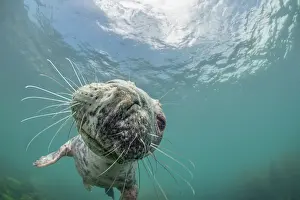 Phocidae Prints: Grey seal (Halichoerus grypus) swimming in shallow water with blue sky above