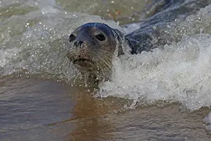 Wave Prints: Grey seal (Halichoerus grypus) swimming in the surf