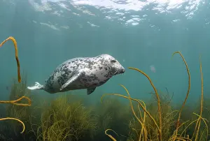 Seaweed Prints: Grey seal (Halichoerus grypus) swimming over Thongweed (Himanthalia elongata) with Moon jellyfish (Aurelia aurita)