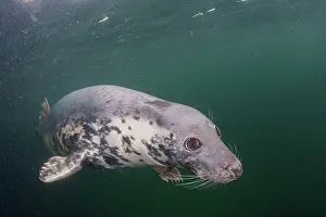 Phocidae Prints: Grey seal (Halichoerus grypus) swimming underwater