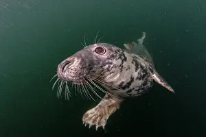 Phocidae Prints: Grey seal (Halichoerus grypus) swimming underwater