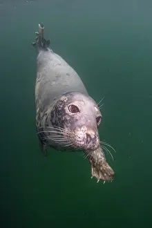 Phocidae Prints: Grey seal (Halichoerus grypus) swimming underwater