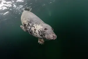 Phocidae Prints: Grey seal (Halichoerus grypus) swimming underwater