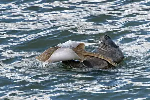 Phocidae Prints: Grey seal (Halichoerus grypus) in water
