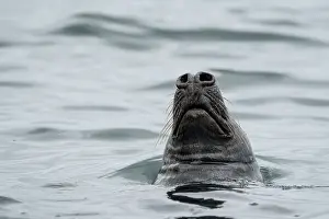 Grey seal (Halichoerus grypus) at water surface, Shetland Isles, Scotland, UK, Atlantic Ocean
