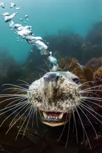 2018 Competition Winners Prints: Grey seal (Halichoerus grypus) young female opens her mouth