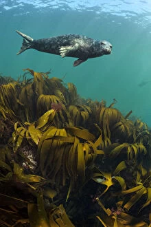 Grey seal (Halichoerus grypus) young male swimming above Kelp / Oarweed (Laminaria