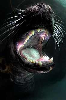 Grey seal (Halichoerus grypus) young male plays and gapes, showing his teeth. Lundy Island