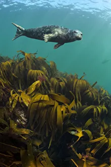 Laminaria Hyperboria Prints: Grey seal (Halichoerus grypus) young male swimming above Kelp / Oarweed (Laminaria