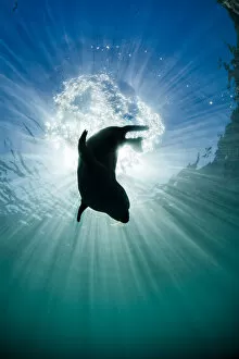Grey seal (Halichoerus grypus) young seal silhouetted against the sun as it dives after breathing