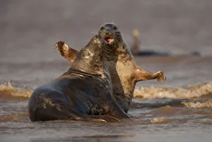 Seals Prints: Grey seals (Halichoerus grypus) two adults fighting in the surf, Donna Nook, Lincolnshire