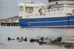 Images Dated 10th June 2010: Grey seals (Halichoerus grypus) on haul out in fishing harbour with ferry in the background