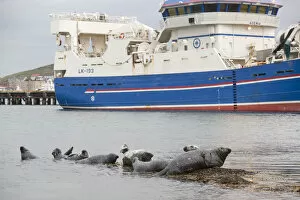 Grey seals (Halichoerus grypus) on haul out in fishing harbour with ferry in the background