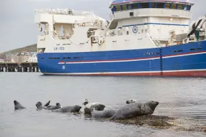 Seals Prints: Grey seals (Halichoerus grypus) on haul out in fishing harbour with ferry in the background