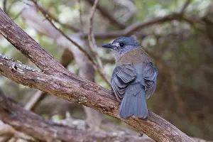 Whistler Prints: Grey shrike-thrush (Colluricincla harmonica) perched on branch