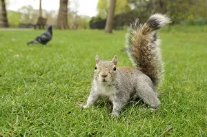 Images Dated 4th April 2011: Grey Squirrel (Sciurus carolinensis) on grass in parkland, Regents Park, London