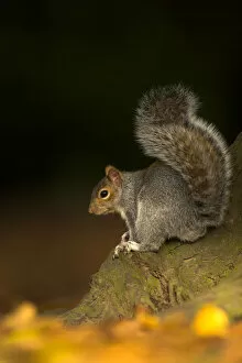 Grey Squirrel (Sciurus carolinensis) portrait on trunk. Leicestershire, UK, November