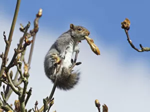 Images Dated 15th April 2020: Grey squirrel (Sciurus carolinensis) feeding on new leaves in a Horse chestnut
