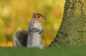 2020 September Highlights Gallery: Grey squirrel (Sciurus carolinensis) stood upright on short grass. London, England, UK