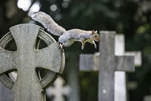 August 2022 Highlights Collection: Grey squirrel (Sciurus carolinensis) jumping between gravestones in a churchyard, near Bristol