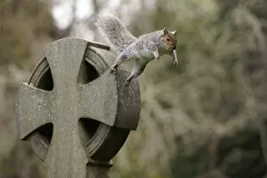 Images Dated 29th June 2022: Grey squirrel (Sciurus carolinensis) leaping off a gravestone in a churchyard, near Bristol, UK