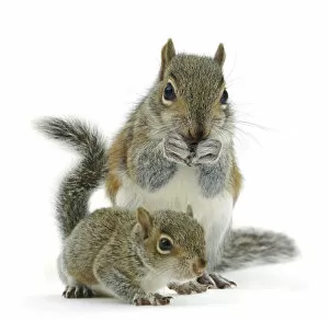 Images Dated 3rd March 2014: Grey squirrel (Sciurus carolinensis) adult and baby, against white background
