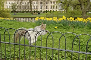 Grey Squirrel (Sciurus carolinensis) climbing over fence in parkland, Regents Park
