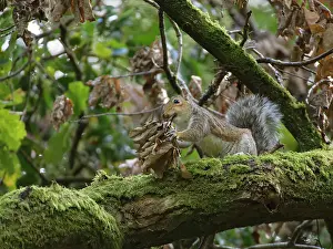 Busy Prints: Grey squirrel (Sciurus carolinensis) collecting a bunch of dead leaves for its nest
