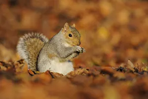 Grey Squirrel (Sciurus carolinensis) feeding among autumn leaves, Kent, UK. November 2012