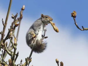 Grey squirrel (Sciurus carolinensis) feeding on new leaves in a Horse chestnut