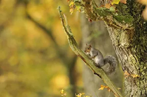 Grey squirrel (Sciurus carolinensis) foraging in an oak woodland. Perthshire, Scotland, Nov
