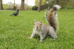 Grey Squirrel (Sciurus carolinensis) on grass in parkland, Regents Park, London