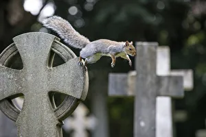 Bristol Prints: Grey squirrel (Sciurus carolinensis) jumping between gravestones in a churchyard