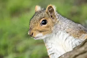 August 2021 Highlights Gallery: Grey squirrel (Sciurus carolinensis) portrait, urban park, Bristol, UK. March