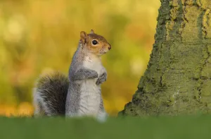 Grey squirrel (Sciurus carolinensis) stood upright on short grass. London, England, UK