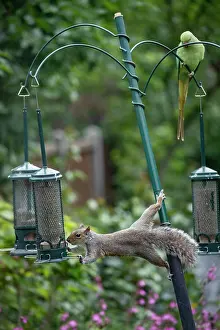 London Prints: Grey squirrel (Sciurus carolinensis) stretching out to steal seeds from a squirrel proof birdfeedeer