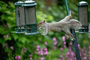 London Prints: Grey squirrel (Sciurus carolinensis) stretching out to steal seeds from a squirrel proof birdfeedeer