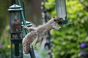 London Prints: Grey squirrel (Sciurus carolinensis) stretching out to steal seeds from a squirrel proof birdfeedeer