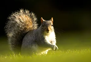 Grey Squirrel (Sciurus carolinensis) sunlit portrait. Leicestershire, UK, November