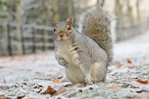 Grey Squirrel (Sciurus carolinensis) in urban park in winter. Glasgow, Scotland, December