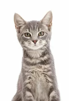 Images Dated 24th September 2016: Grey tabby kitten